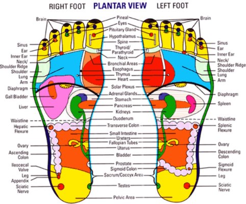 reflexology-diagram